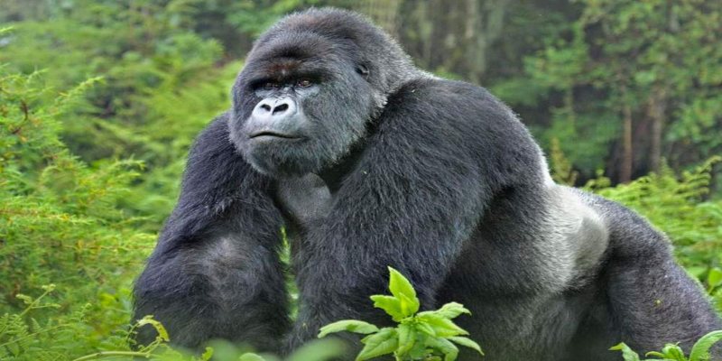 Uganda Gorilla Trekking