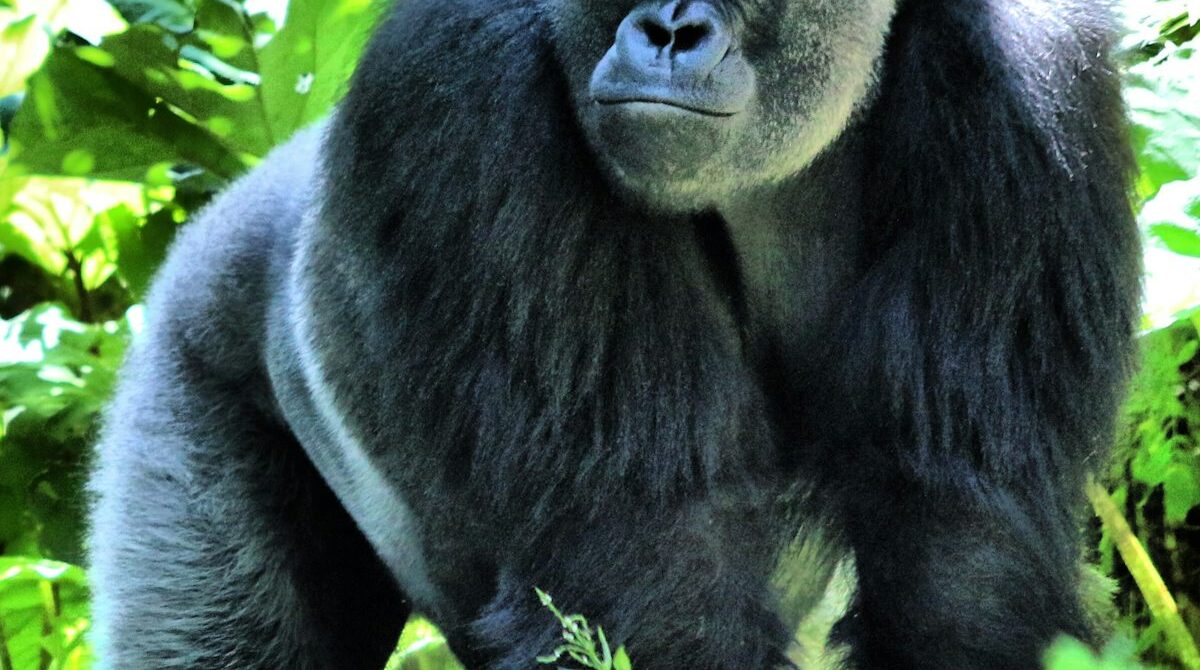 Uganda Gorilla Trekking