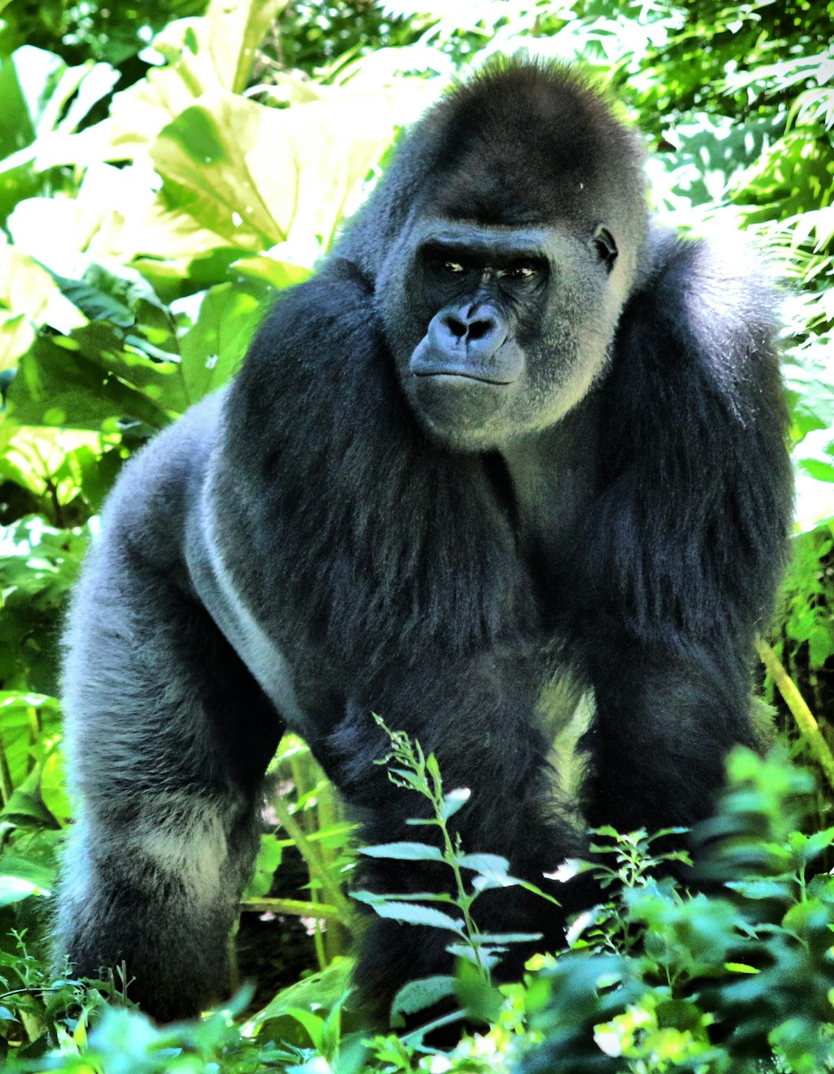 Uganda Gorilla Trekking