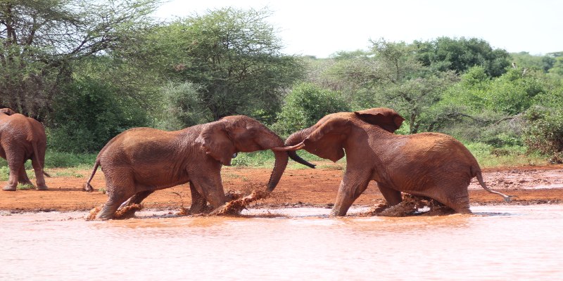 Tsavo National Park