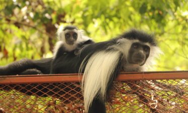 colobus conservation diani