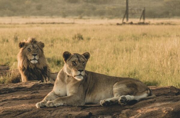 Lions (3)
