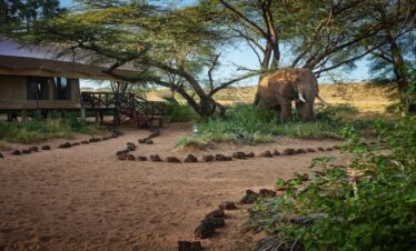 Elephant Bedroom Camp