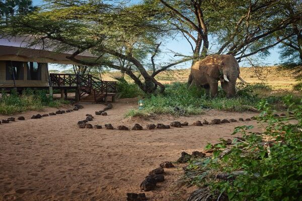 Elephant Bedroom Camp