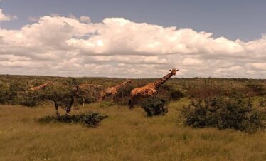 Surana Buffalo Springs Packages & Rates