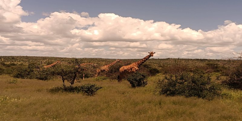 Surana Buffalo Springs Packages & Rates