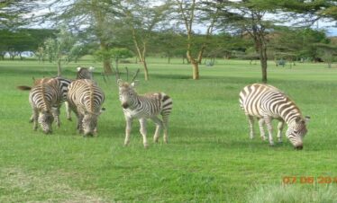 The Great Rift Valley Lodge