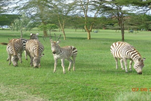 The Great Rift Valley Lodge