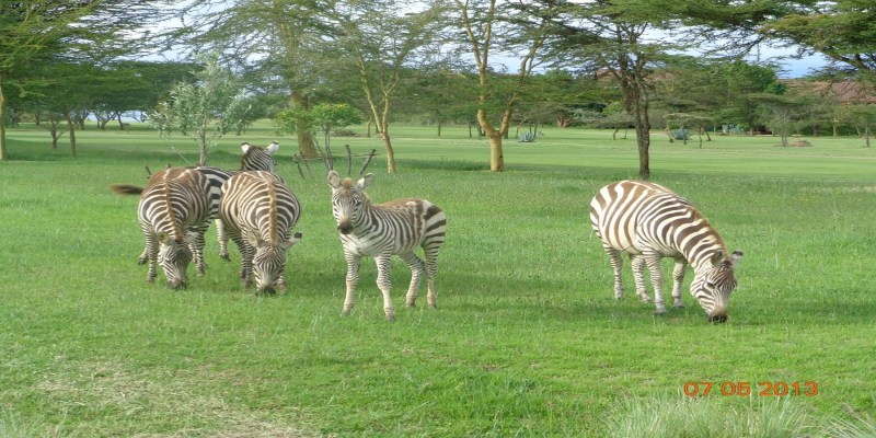 The Great Rift Valley Lodge