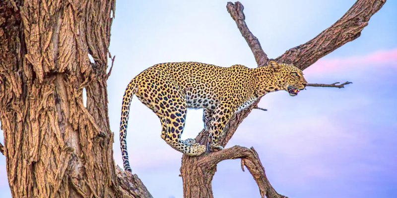 Samburu National Reserve