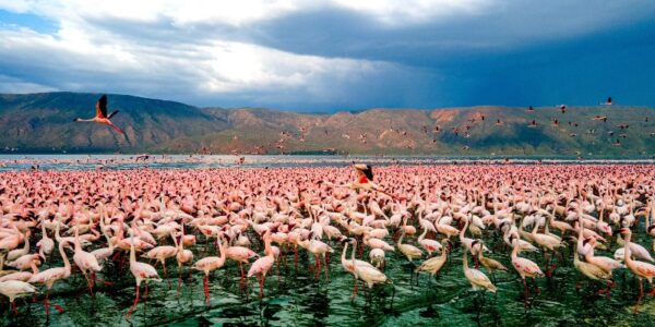 Lake Bogoria Entrance Fee