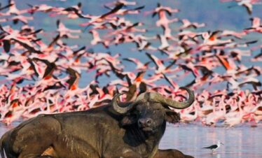 5 Days Masai Mara Package, Nakuru and Nairobi