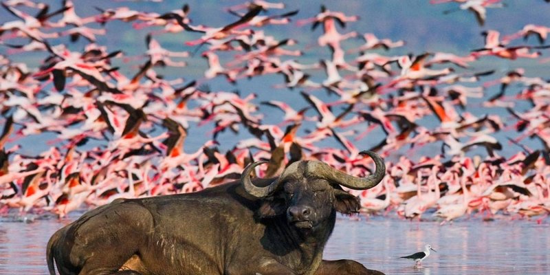5 Days Masai Mara Package, Nakuru and Nairobi