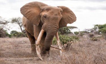 Big African elephant walking across the African savanna with acacia trees under a golden safari sky