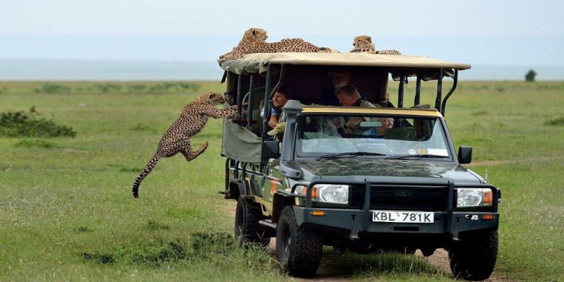 Kenya Safaris | Mara, Nanyuki, Samburu and Nairobi | 7 Days