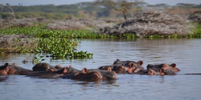 10 Beautiful Places to Visit in Naivasha on a Budget 2026