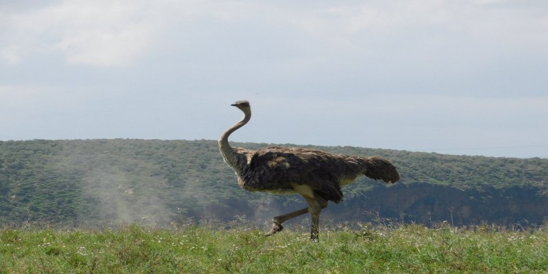 10 Beautiful Places to Visit in Naivasha on a Budget 2026