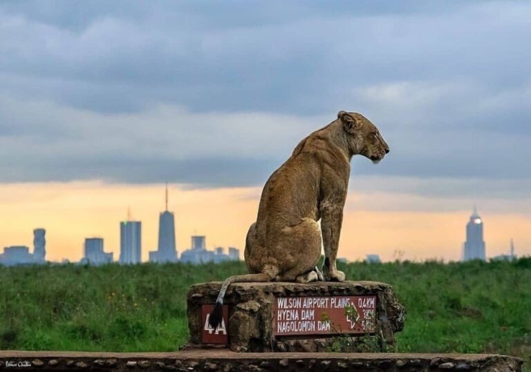 Nairobi National Park