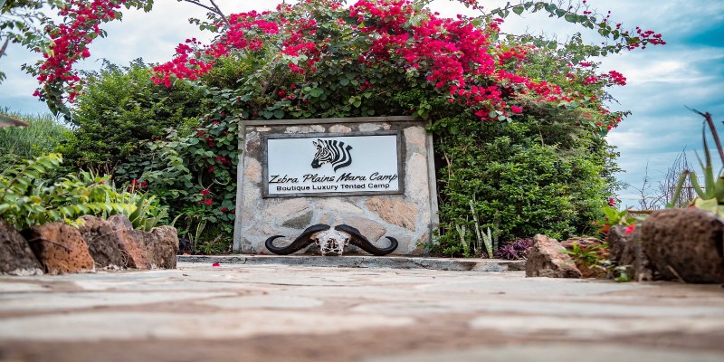 Pay 3 Stay 4 Nights | Zebra Plains Mara Camp | 2026