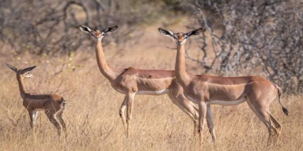 Gerenuk