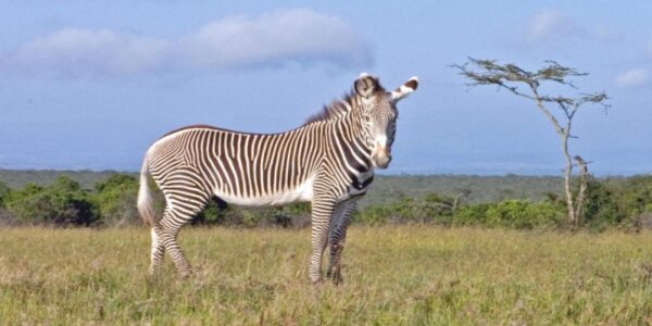 Grevy’s Zebra