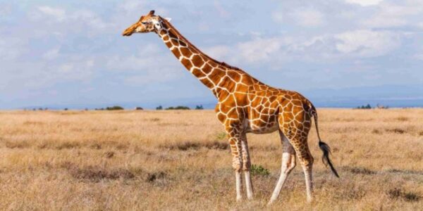 Reticulated Giraffe