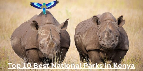 Top 10 Best National Parks in Kenya