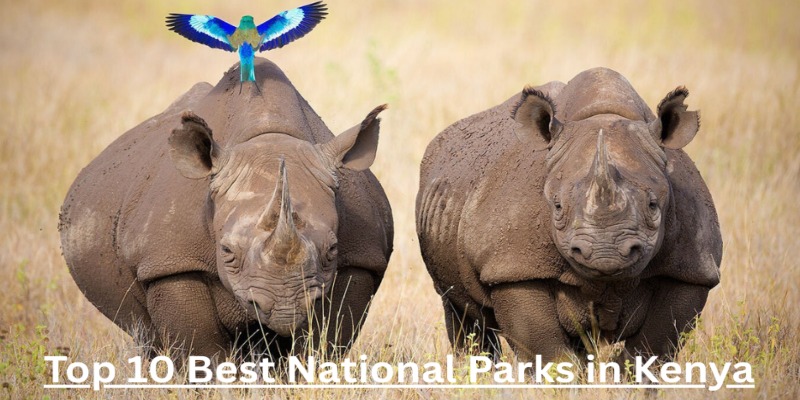 Top 10 Best National Parks in Kenya