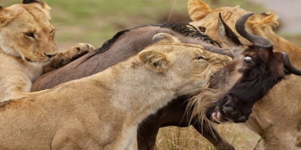 Cheap Masai Mara Safari Packages 2026