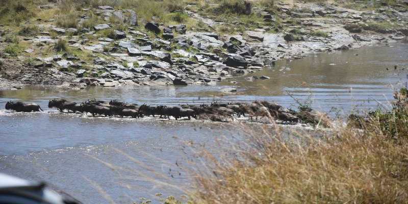 Thousands of wildebeests and zebras battling the current of the Mara River during the Great Migration in August, illustrating the best time to visit the Masai Mara for peak wildlife action