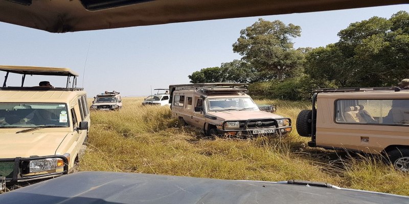 A classic Masai Mara scene featuring safari vans navigating the park. In the background,