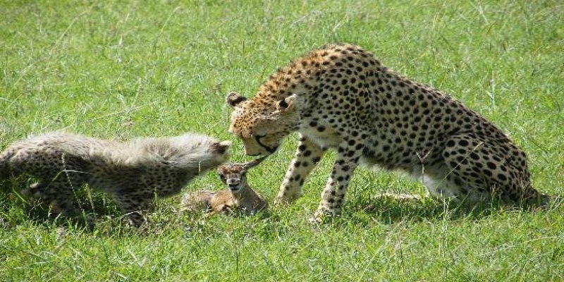A cheetah mother and her cub in the Masai Mara savanna, interacting with a small impala prey. The cub is crouched in a playful pounce position while the mother stands guard, demonstrating a natural hunting lesson in the wild