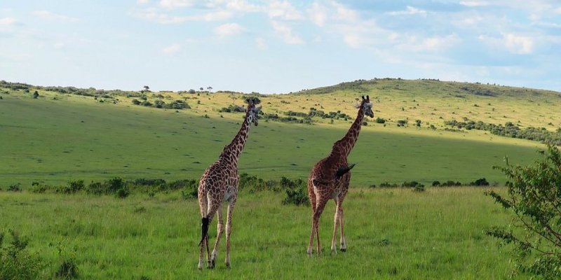 Two giraffes during a full-day game drive in Masai Mara National Reserve