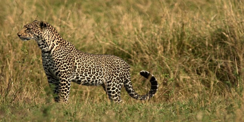 Close-up of a leopard prowling through tall, yellow grass in the Masai Mara. The leopard’s spots are vibrant against the blurred green background of the Kenyan plains.