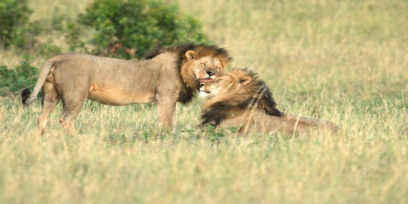Two male lions with full, dark manes standing together in the sweeping grasslands of the Masai Mara. They are in a joyful mood