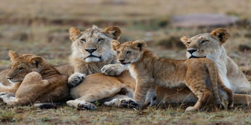Lion pride in Masai Mara National Reserve Kenya safari