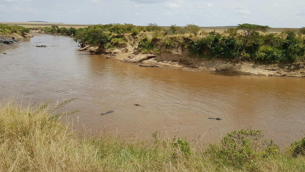 An expansive view of the winding Mara River as it snakes through the grassy plains of the Masai Mara. The muddy brown water is dotted with the subtle, dark silhouettes of Nile crocodile heads near the banks, marking a notorious crossing point for the Great Migration