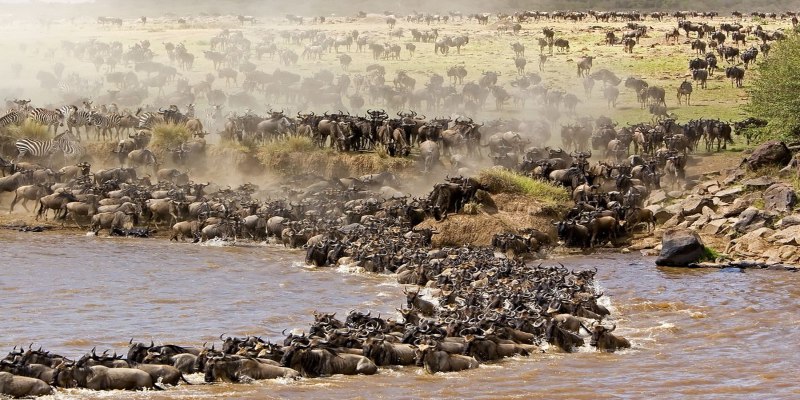 A wide-angle view of the Great Migration in the Masai Mara, showing a long line of wildebeests stretching from the grassy plains down into the Mara River under a bright African sun
