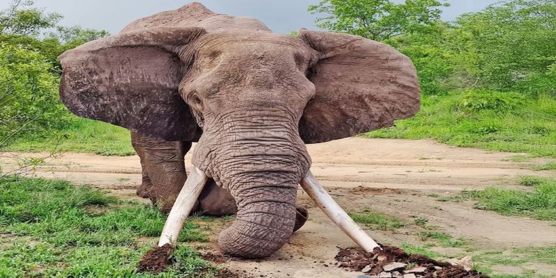 large-tusked-elephant-searching-for-minerals.jpg