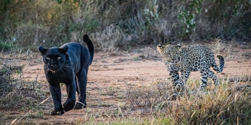 A black panther walking in the foreground with a standard spotted leopard standing behind it in a dry, grassy field