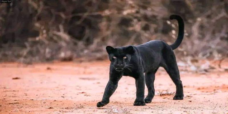 Black panther walking in the wild, showcasing melanistic leopard features against a blurred natural background