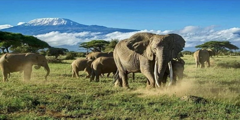 A herd of elephants grazing in Amboseli National Park with the snow-capped Mount Kilimanjaro in the background, a bucket-list shot for your Kenya travel guide.