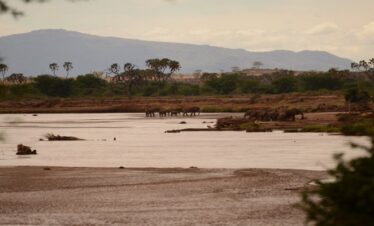 Large herd of African elephants drinking and bathing at the Ewaso Nyiro riverbanks in Samburu