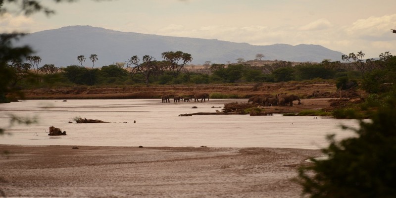 Large herd of African elephants drinking and bathing at the Ewaso Nyiro riverbanks in Samburu