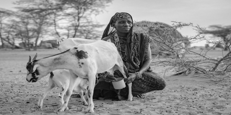 A Gabra woman milking a goat in a nomadic camp, an essential cultural experience featured in our Chalbi Desert Guide: Kenya’s Stunning White Salt Plain