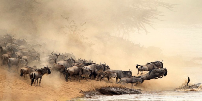 A dramatic scene of wildebeest leaping into the Mara River during the Great Migration in the Maasai Mara, an essential experience for any Kenya travel guide itinerary