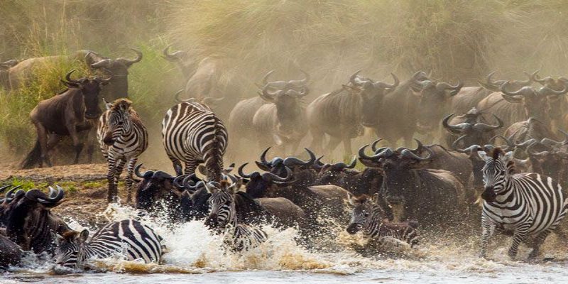 A large herd of wildebeest and zebras splashing through a river during the Great Migration in Africa