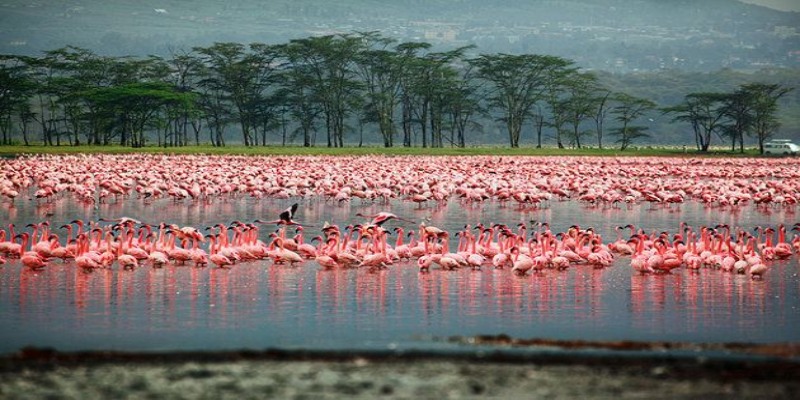 A vast flock of pink flamingos wading in Lake Nakuru National Park, a highlight of any Kenya travel guide for wildlife enthusiasts exploring the Great Rift Valley