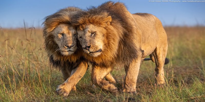 Two adult male lions with impressive dark manes walk side-by-side in the golden light of the Maasai Mara, leaning their heads together in a display of social bonding and affection.