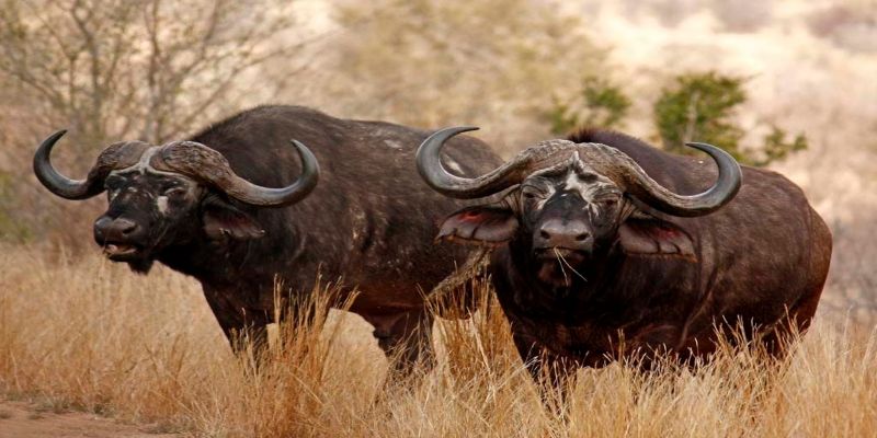 Two large African buffaloes standing side-by-side in the golden grass of the open savannah under a bright sky